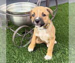 Small #3 American Pit Bull Terrier Mix