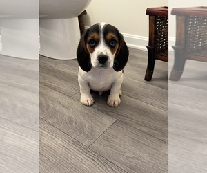 Beagle Puppy for sale in PARAGON, IN, USA