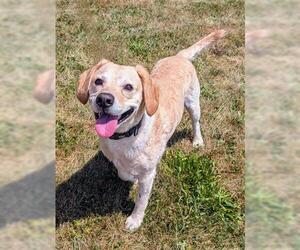 Beagle-Unknown Mix Dogs for adoption in Akron, OH, USA
