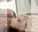 Small #2 Maltese Mix