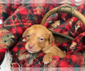 Chihuahua-Unknown Mix Dogs for adoption in Holly Springs, NC, USA