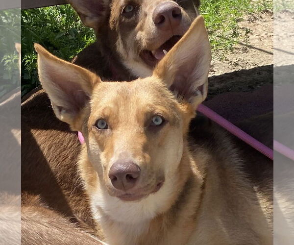Medium Photo #3 Australian Kelpie-Unknown Mix Puppy For Sale in Newport Beach, CA, USA