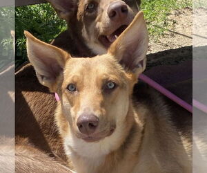 Savannah - Female Australian Kelpie-Unknown Mix Dog for Adoption - Photo #3