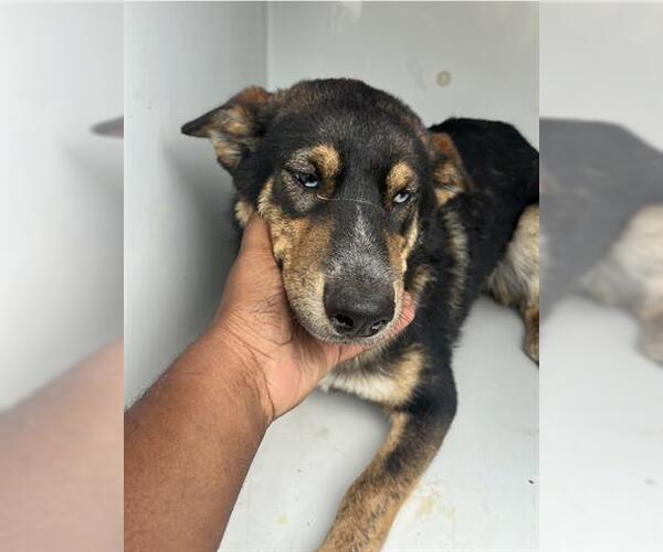 Medium Photo #1 German Shepherd Dog-Unknown Mix Puppy For Sale in Houston, TX, USA