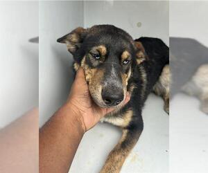 German Shepherd Dog-Unknown Mix Dogs for adoption in Houston, TX, USA
