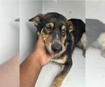 Small German Shepherd Dog Mix