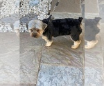 Small Photo #3 Yorkshire Terrier Puppy For Sale in SUN CITY, AZ, USA