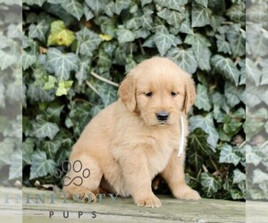 Golden Retriever Puppy for sale in NEW HOLLAND, PA, USA