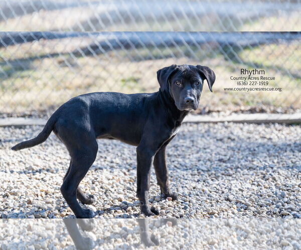 Medium Photo #1 Retriever -Unknown Mix Puppy For Sale in Manchester, MO, USA