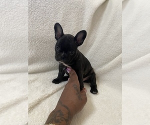 French Bulldog Puppy for sale in SAINT PETERSBURG, FL, USA
