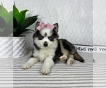 Small #3 Pomsky