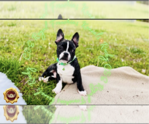 English Bulldog Puppy for sale in ATHENS, GA, USA