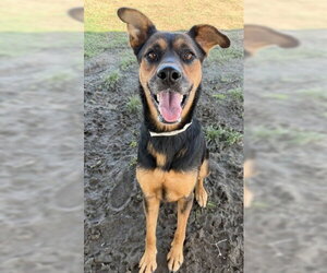 Rottweiler-Unknown Mix Dogs for adoption in Bakersfield, CA, USA