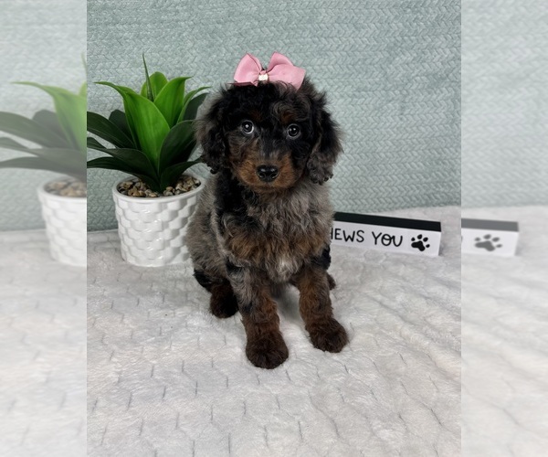 Medium Photo #2 Goldendoodle (Miniature) Puppy For Sale in GREENFIELD, IN, USA