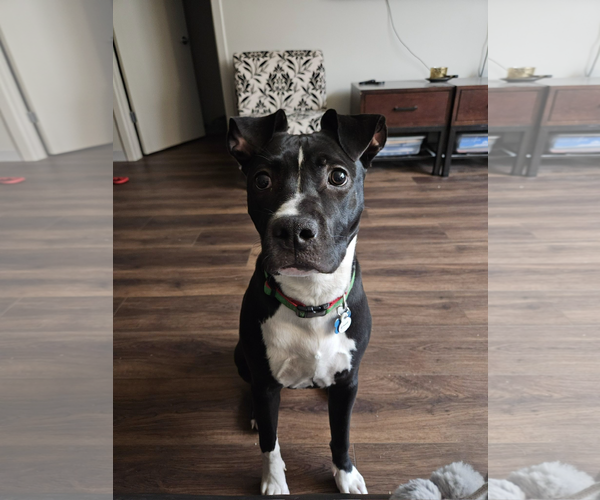 Medium Photo #6 Mutt Puppy For Sale in Plainfield, IL, USA