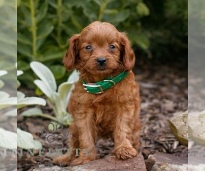Cavapoo (Miniature) Puppy for sale in COATESVILLE, PA, USA
