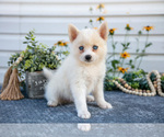 Puppy Phantom Pomsky