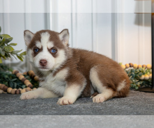 Medium Siberian Husky