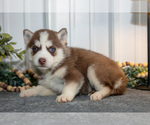 Puppy Tilly Siberian Husky