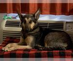 Small #1 German Shepherd Dog