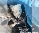 Puppy Illari Australian Shepherd