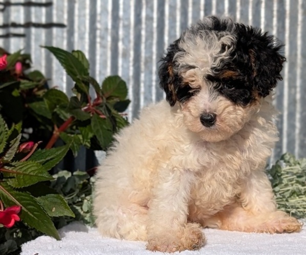 Medium Photo #10 Poodle (Toy) Puppy For Sale in GOSHEN, IN, USA