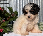 Small Photo #57 Poodle (Toy) Puppy For Sale in GOSHEN, IN, USA