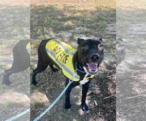 Mutt Dogs for adoption in Munford, TN, USA