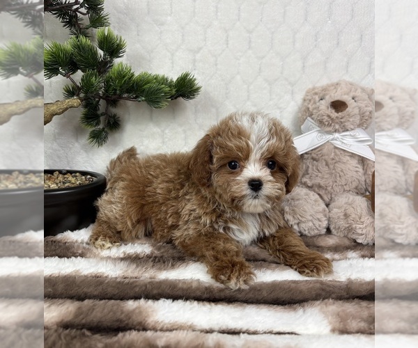 Medium Photo #1 Cavapoo (Miniature) Puppy For Sale in FRANKLIN, IN, USA