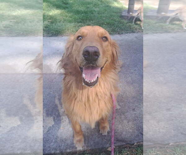 Medium Photo #3 Golden Retriever Puppy For Sale in Newport Beach, CA, USA