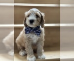 Small Photo #11 Australian Labradoodle Puppy For Sale in PORT ORCHARD, WA, USA