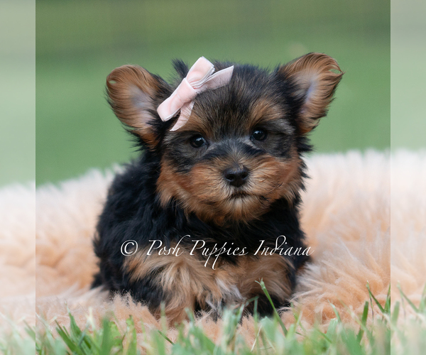 Medium Photo #49 Yorkshire Terrier Puppy For Sale in WARSAW, IN, USA