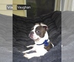 Small #7 Boston Terrier