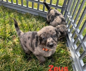 Medium Australian Retriever