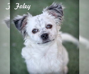 Chiranian Dogs for adoption in Chino Hills, CA, USA