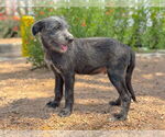 Small #3 Mutt