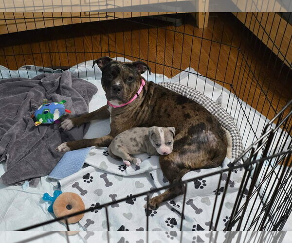 Medium Photo #7 Mutt Puppy For Sale in Rockville, MD, USA