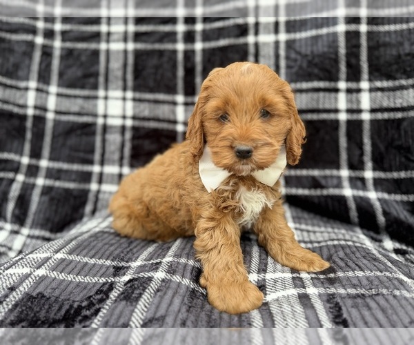 Medium Photo #4 Cock-A-Poo Puppy For Sale in LAKELAND, FL, USA
