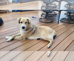 Small #1 Golden Retriever Mix