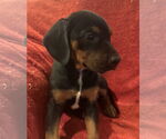 Small #1 Doberman Pinscher Mix