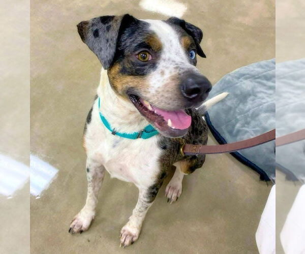 Medium Photo #2 Catahoula Leopard Dog-Unknown Mix Puppy For Sale in Alexander, AR, USA