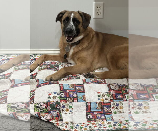 Medium Photo #2 Anatolian Shepherd-Unknown Mix Puppy For Sale in Harrisburg, PA, USA