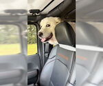 Small #3 Great Pyrenees Mix