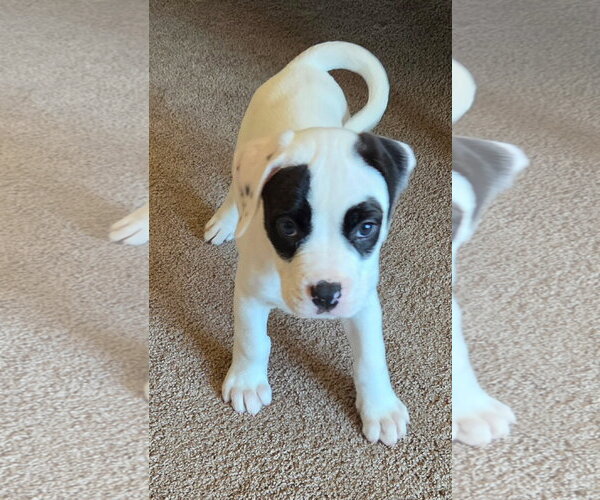 Medium Photo #2 American Bulldog-Unknown Mix Puppy For Sale in Clarkston, MI, USA