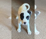 Small #1 American Bulldog Mix