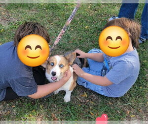 BlueJeans - Female Mutt Dog for Adoption - Photo #3