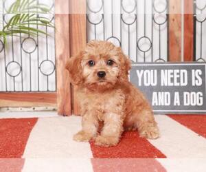 Cavapoo Puppy for sale in NAPLES, FL, USA