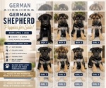 Image preview for Ad Listing. Nickname: Puppy 1 2 and 3