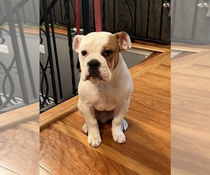 Victorian Bulldog Puppy for sale in BETHPAGE, NY, USA