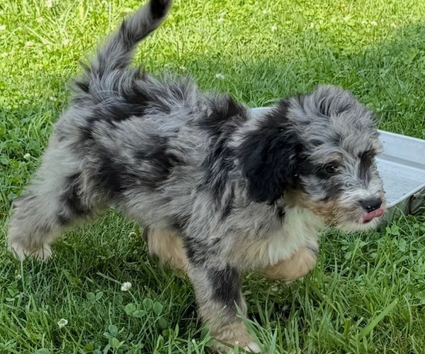 Medium Photo #1 Bernedoodle Puppy For Sale in SPRINGFIELD, OH, USA